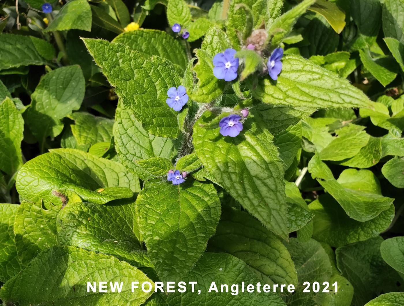 Alkanet, Evergreen leaf